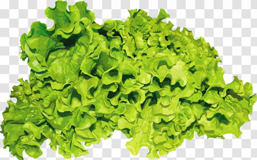 Romaine Lettuce Herb Salad Parsley Seed Transparent PNG