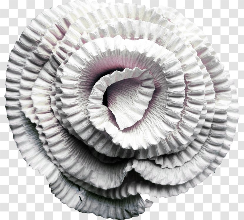 Circle Spiral Nautiluses Close-up - Petal Transparent PNG