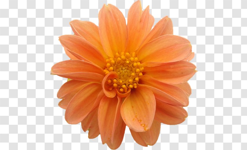 Transvaal Daisy Dahlia Cut Flowers Raster Graphics Clip Art - Orange Transparent PNG