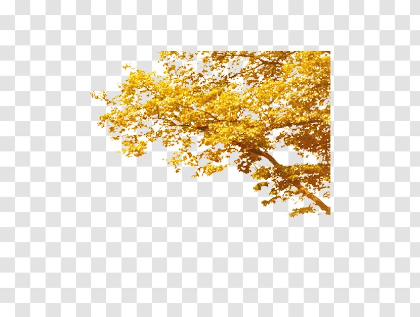 Tree Autumn Deciduous Computer File - Yellow Transparent PNG