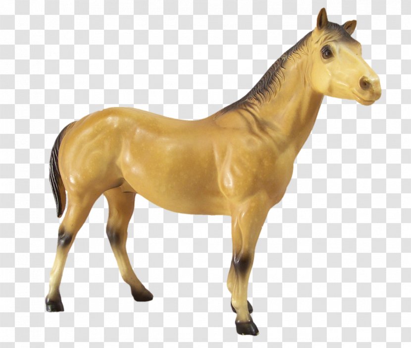 Horse Foal Stallion Pony - Snout - Fig Transparent PNG