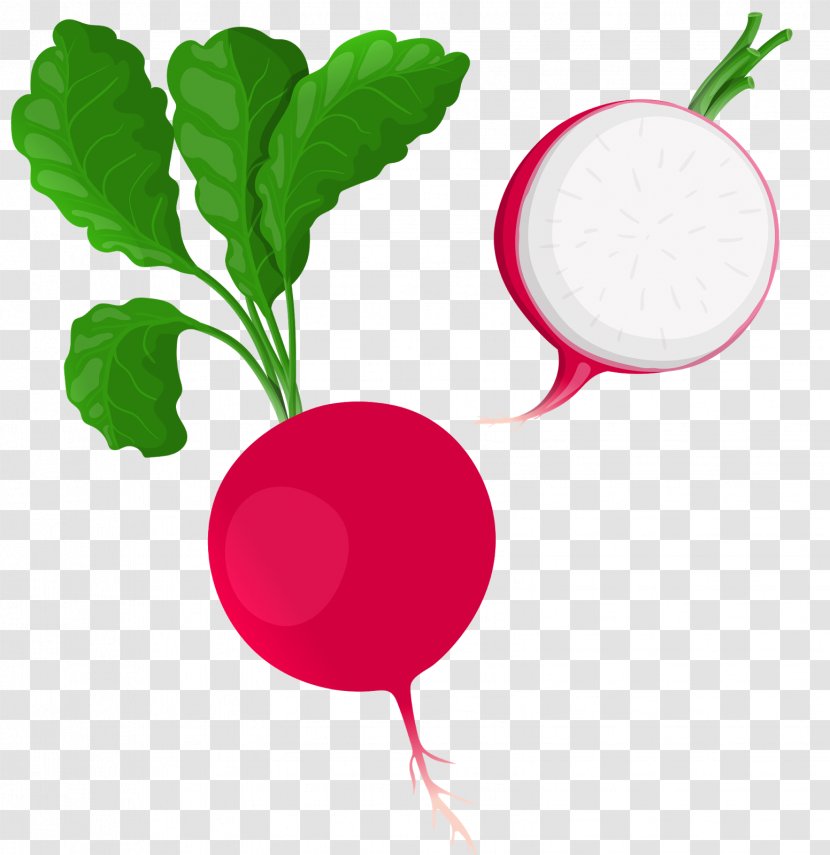 Clip Art Vector Graphics Daikon Illustration - Food - Vegetable Transparent PNG