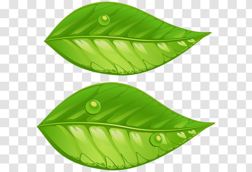 Leaf Green Clip Art - Leaves Transparent PNG