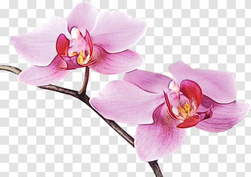 Flower Flowering Plant Moth Orchid Petal Pink - Paint - Cut Flowers Transparent PNG