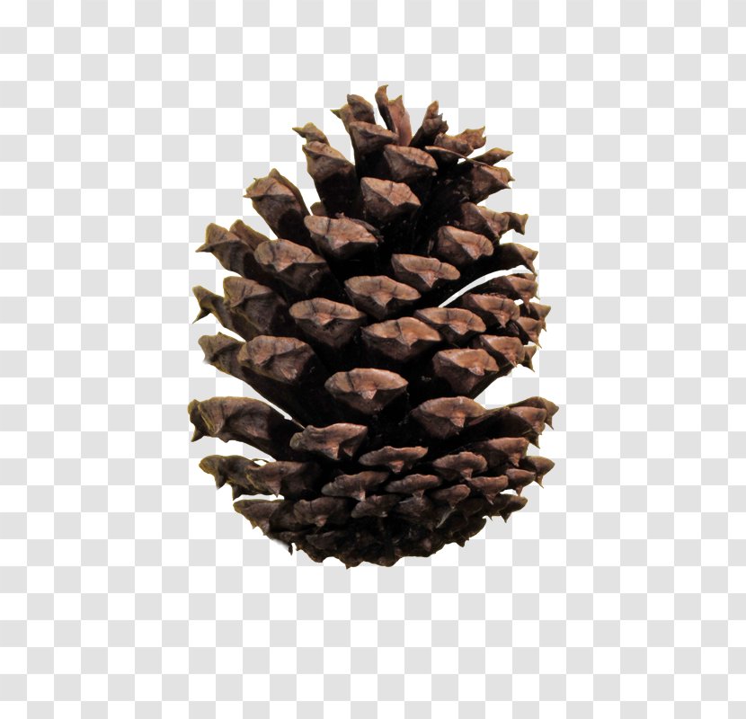 Conifer Cone Image File Formats Stone Pine - Matsui Transparent PNG