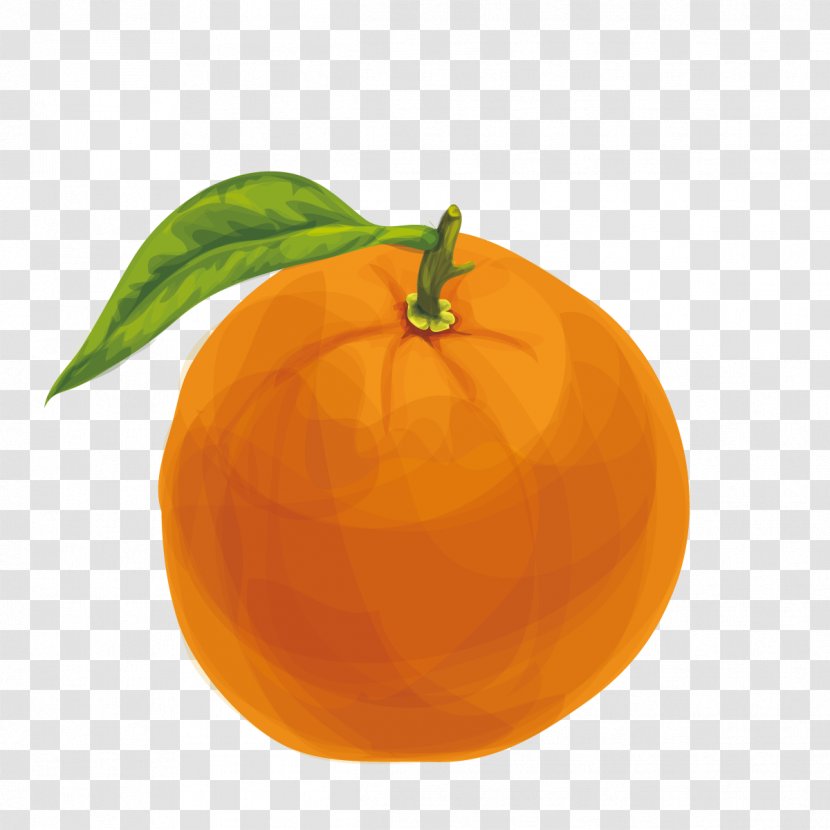 Orange Juice Lemon Mandarin - Calabaza - Vector Painted Transparent PNG