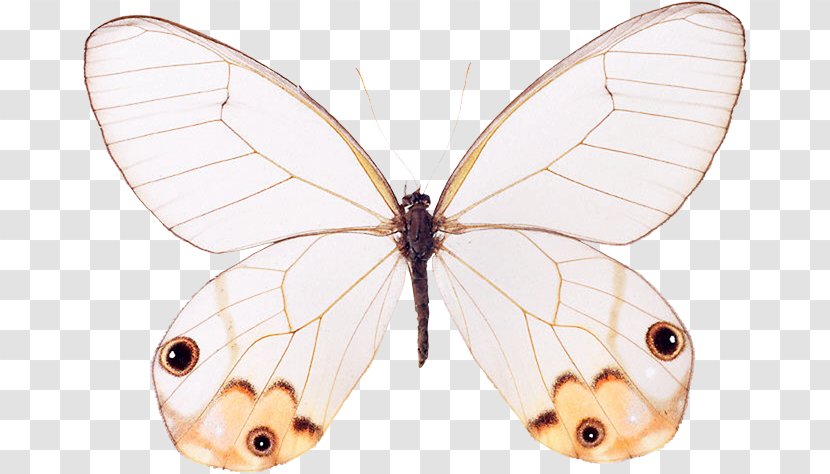 Nymphalidae Pieridae Butterfly Moth Bombycidae - Moths And Butterflies Transparent PNG