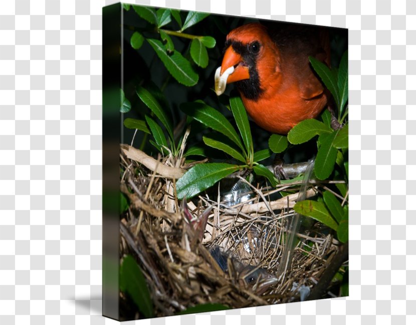 Beak Fauna - Cardinal Mark Transparent PNG