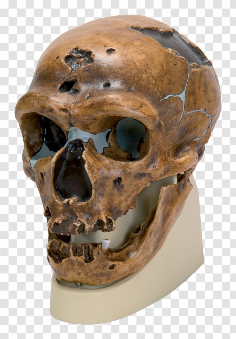 Neandertal La Chapelle-aux-Saints 1 Peking Man Cro-Magnon Rock Shelter - Anatomy - Skull Transparent PNG