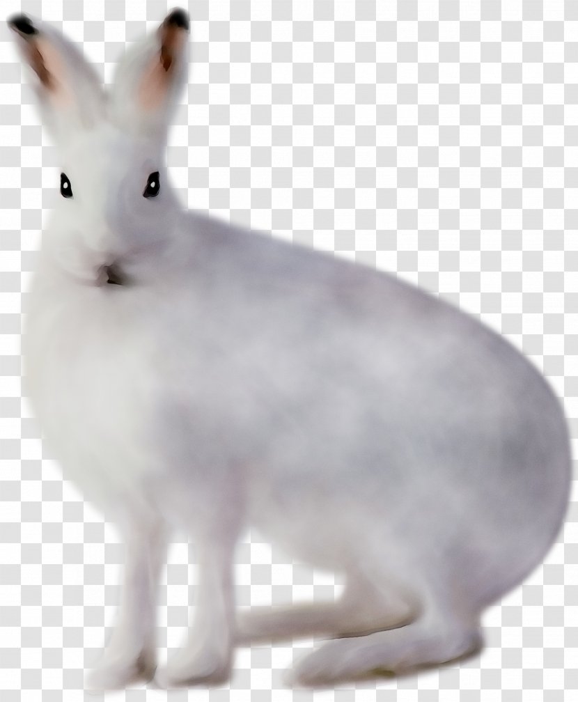 Domestic Rabbit Hare Whiskers Fauna Snout - Rabbits And Hares Transparent PNG