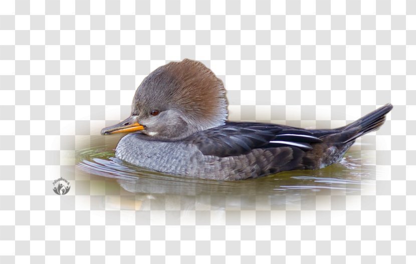 Mallard Seaducks Bird Common Merganser - Touhou Project - Duck Transparent PNG