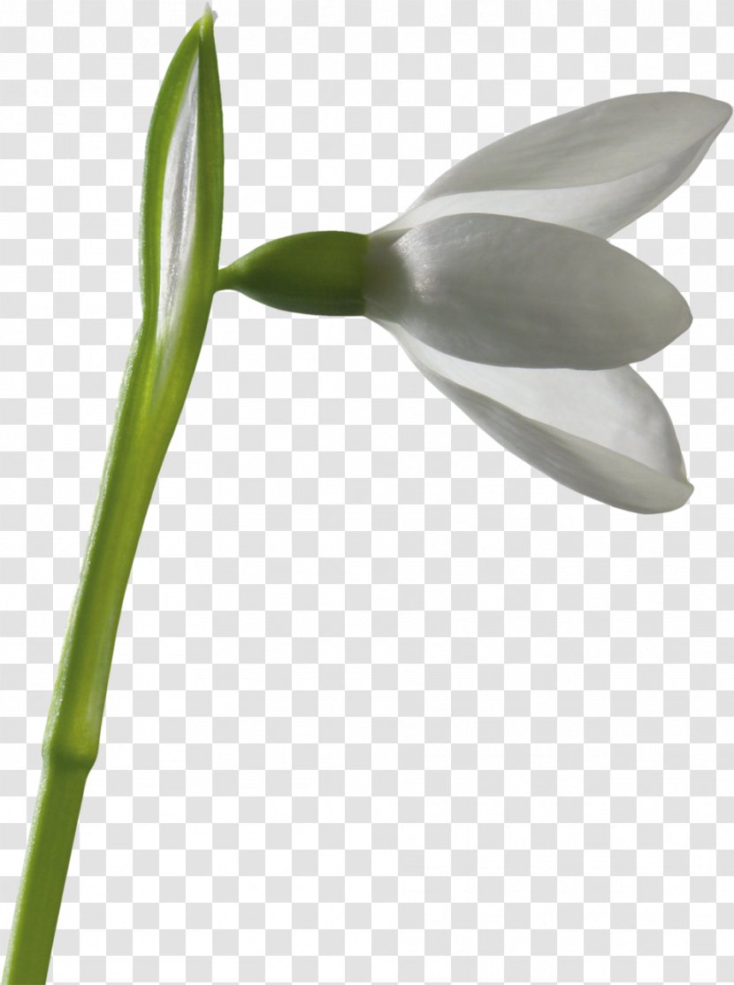 Snowdrop Flower Leucojum Clip Art - Beach Rose Transparent PNG