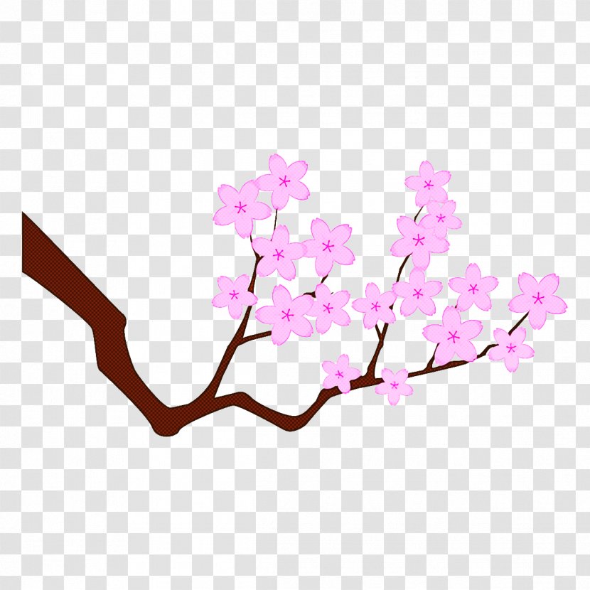 Cherry Blossom - Twig - Cut Flowers Transparent PNG