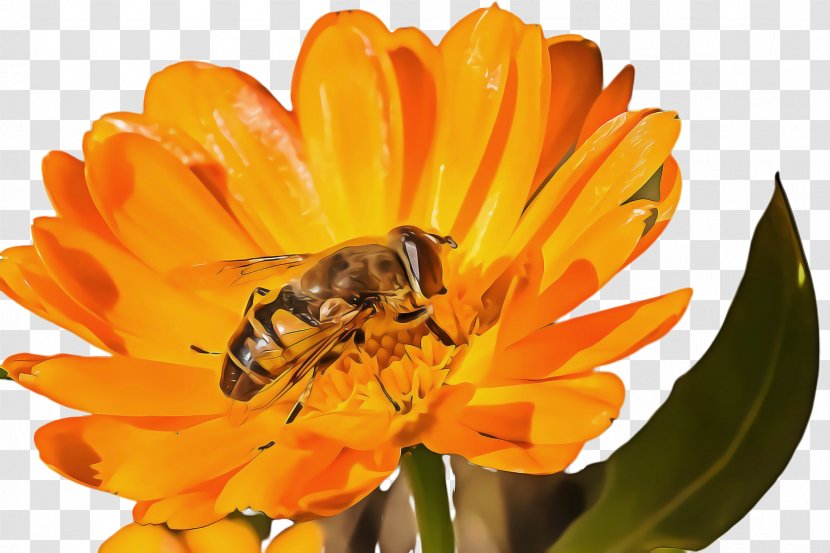 Queen Cartoon - Membranewinged Insect - Hoverfly Fly Transparent PNG