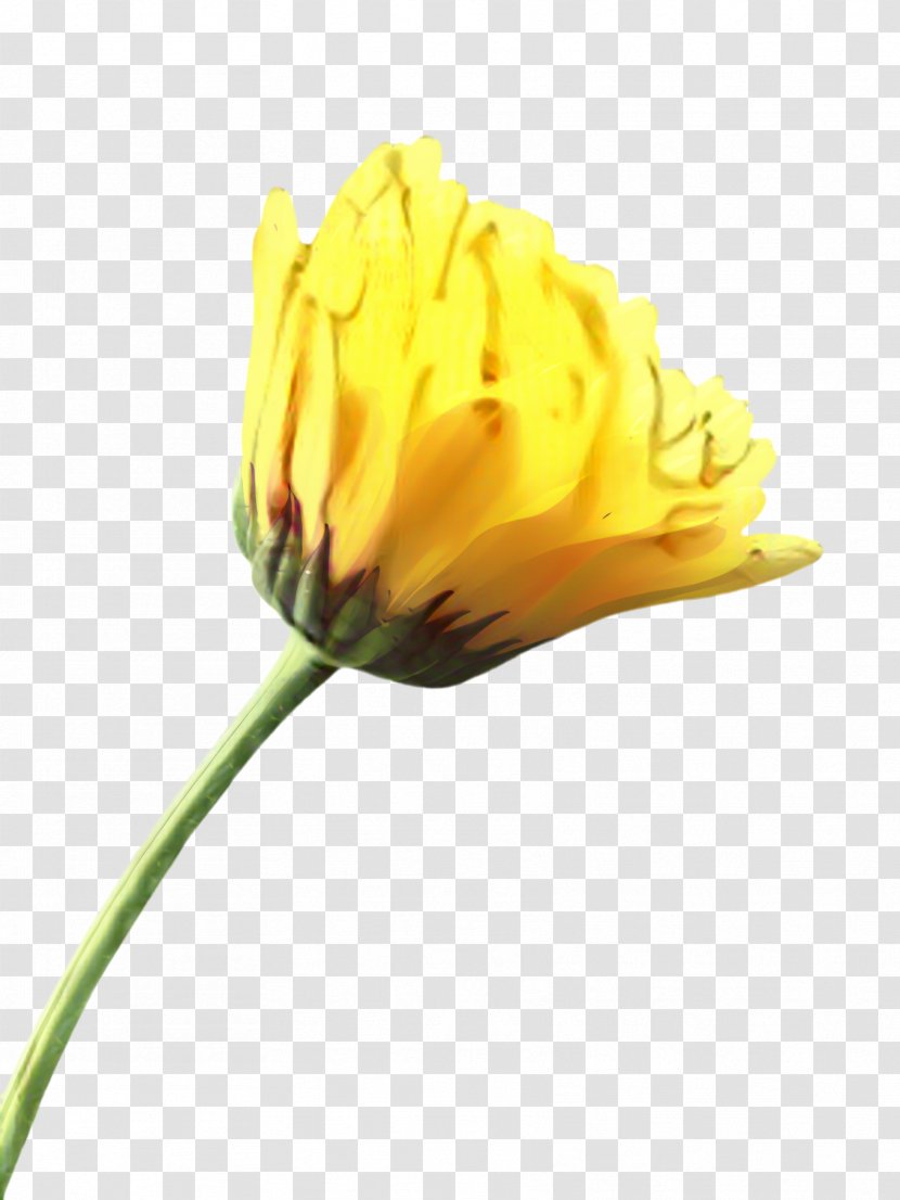 Marigold Flower - Botany - Wildflower Pedicel Transparent PNG