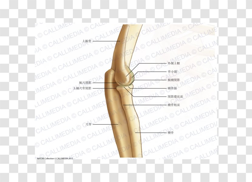Thumb Elbow Bone Humerus Joint - Heart - Radial Tuberosity Transparent PNG
