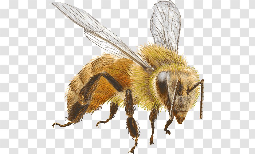 Honey Bee Bumblebee Clip Art - Honeycomb Transparent PNG