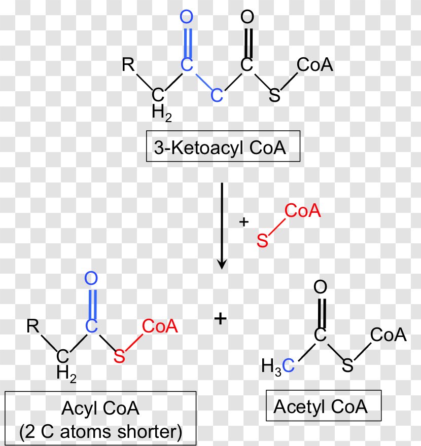 Beta-ketothiolase Deficiency Acetyl-CoA C-acetyltransferase Enzyme - Fatty Acid - Cell Membrane Transparent PNG