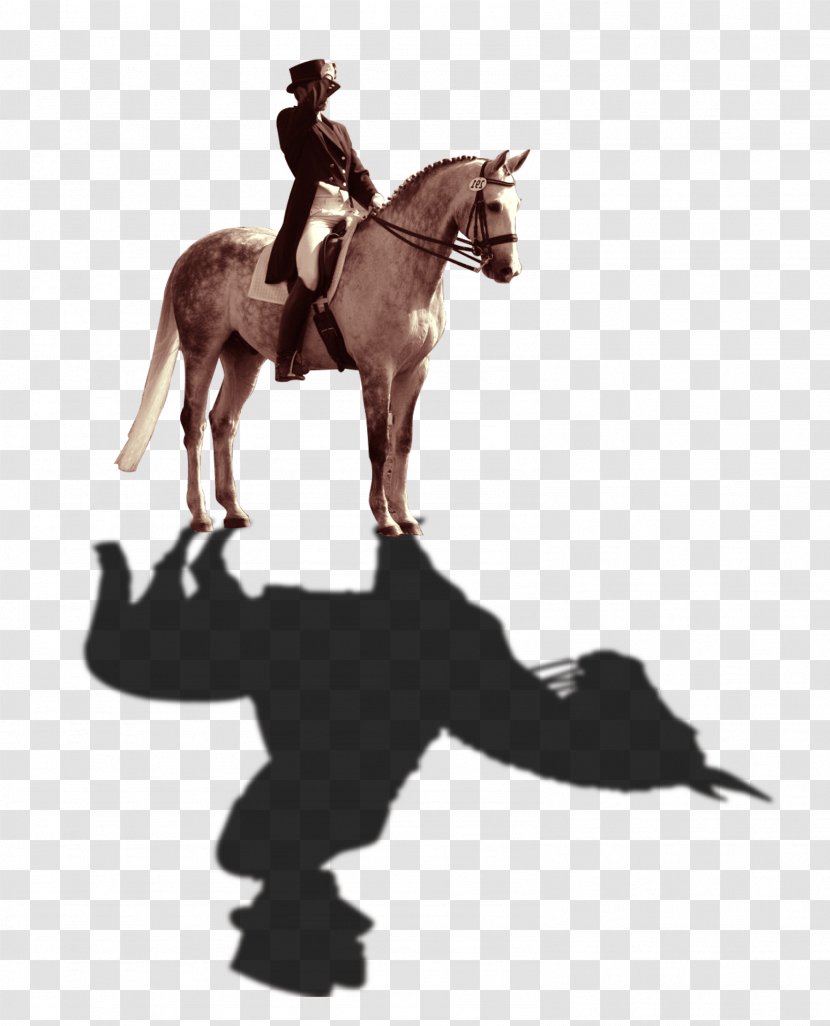 Horse Download Computer File - Trainer - Knight Transparent PNG