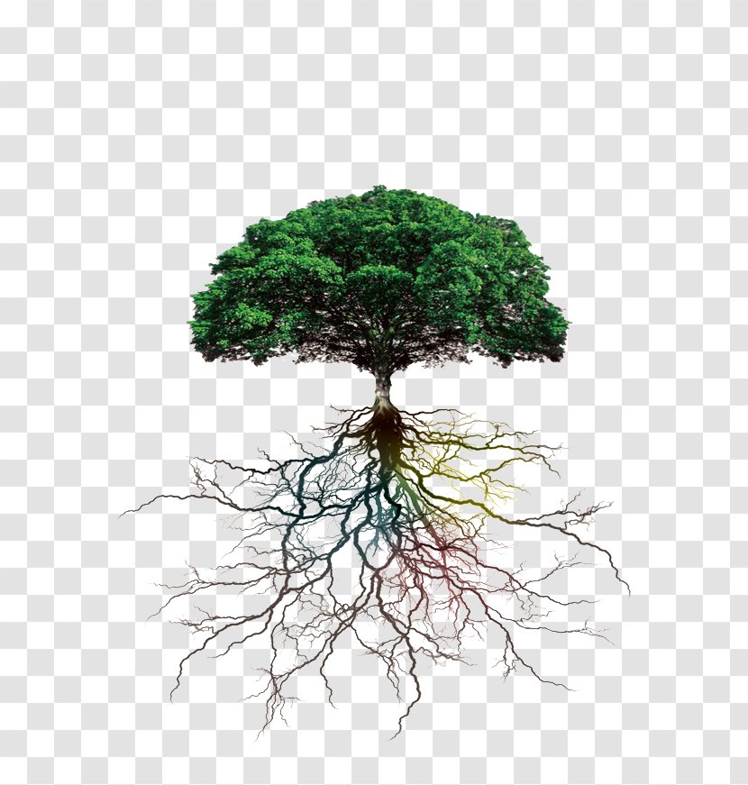 Tree Rooting Branch - Douchegordijn - Roots Transparent PNG