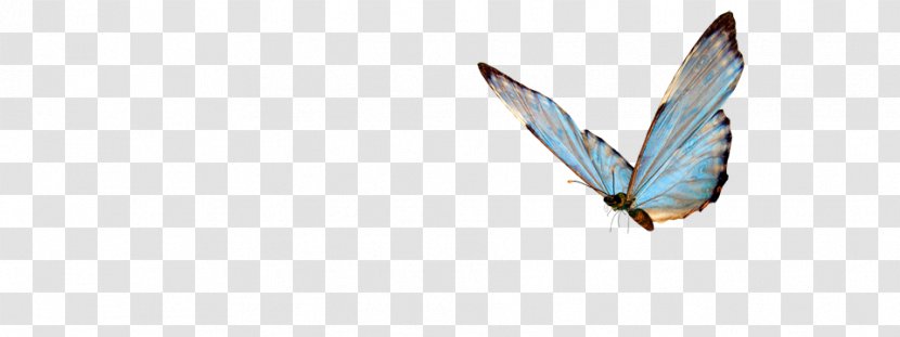 Butterfly Insect - Night - Blue Transparent PNG