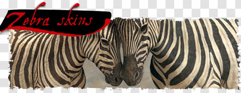 Zebra Animal Horse White - Emperor Tamarin - Skin Transparent PNG