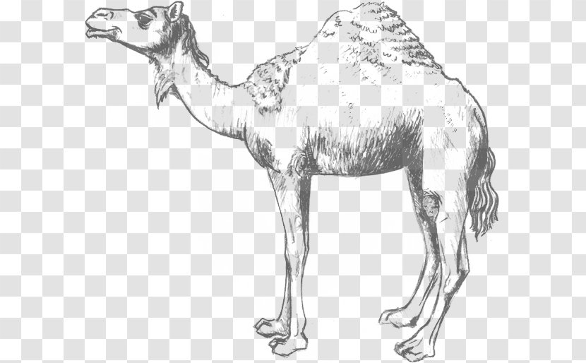 Dromedary Wildlife Pack Animal Morocco - Heroes Of The Storm Spray Transparent PNG
