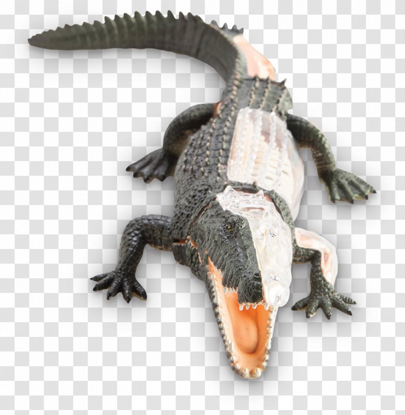 Crocodile Alligators Terrestrial Animal Transparent PNG