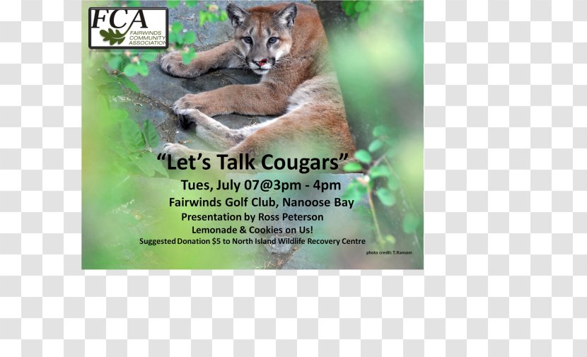 Cougar Fauna Flora Cat Ecosystem - Mammal Transparent PNG