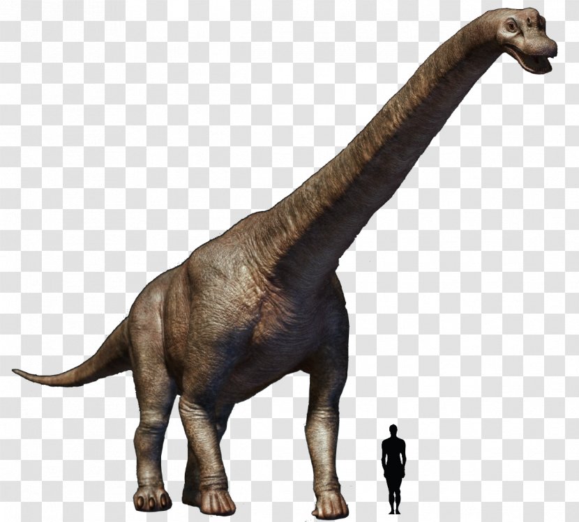 Tyrannosaurus Brachiosaurus Torosaurus Argentinosaurus Futalognkosaurus - Dinosaur Transparent PNG