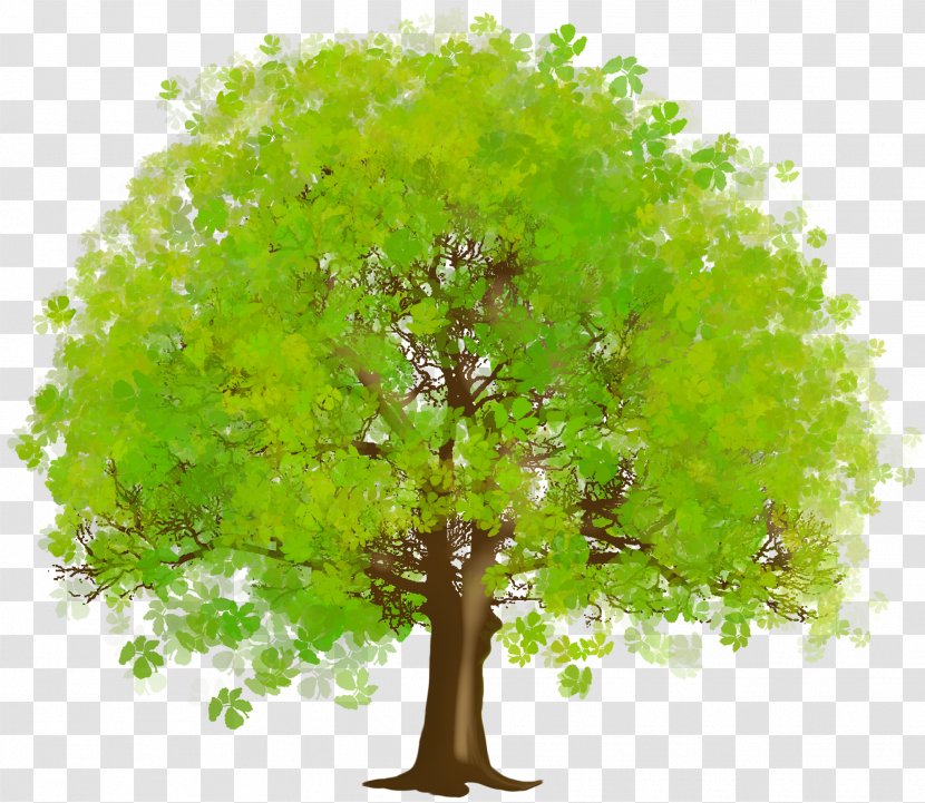 Tree Green Clip Art - Plant - Large Clipart Transparent PNG