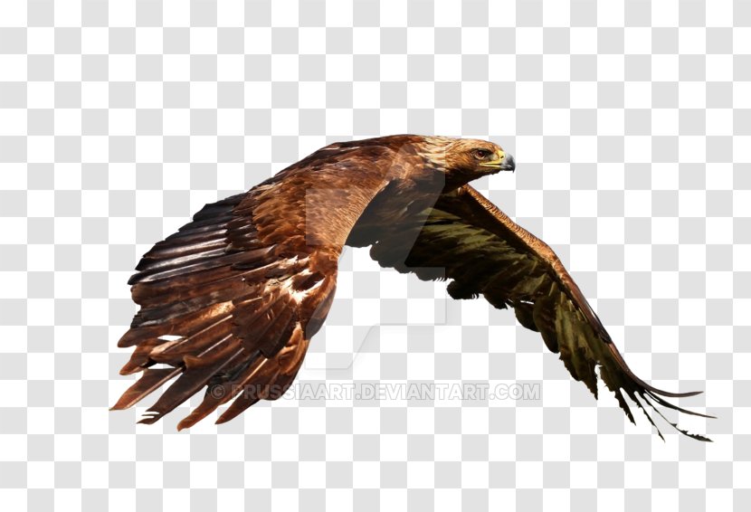 Bird Bald Eagle Flight Desktop Wallpaper - Golden Transparent PNG