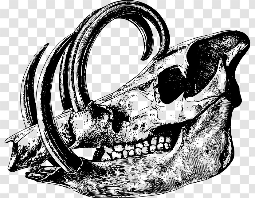 Skull Babirusa Drawing Clip Art Transparent PNG