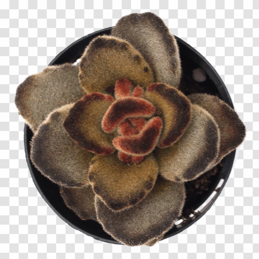 Succulent Plant Chocolate Soldier Houseplant Kalanchoe Rhombopilosa Echeveria Peacockii - Leaf - Plants Transparent PNG