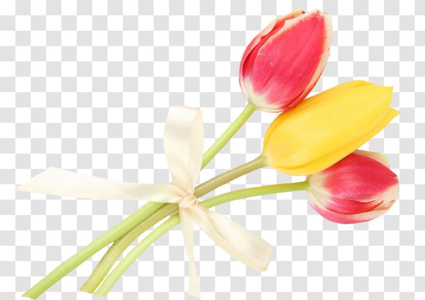 Tulip Cut Flowers Bud Plant Stem Petal Transparent PNG