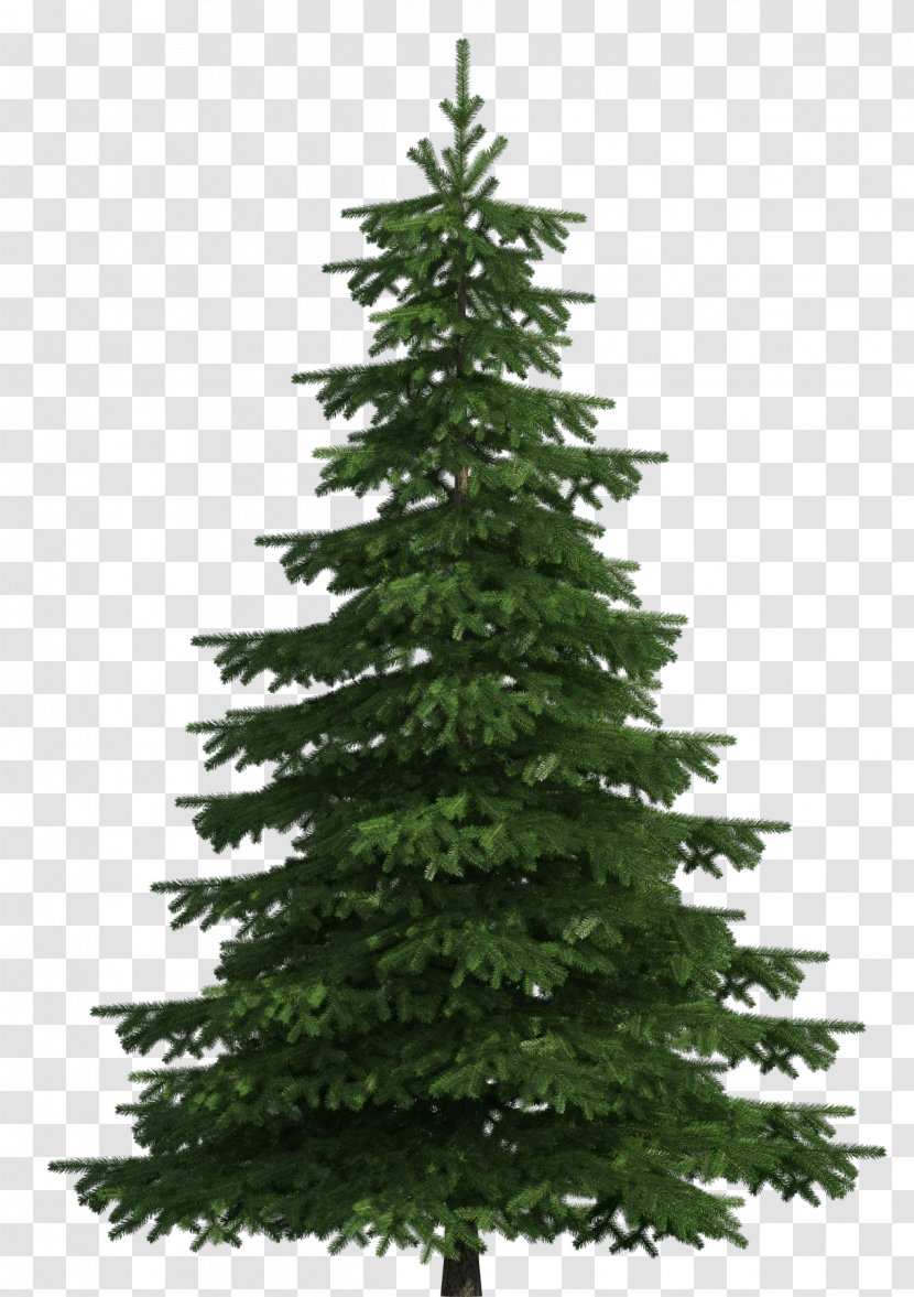 Sugar Pine Scots Balsam Fir Tree Clip Art - Christmas Transparent PNG