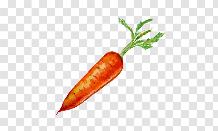 Organic Food Carrot Seed Oil Drawing - Birds Eye Chili - Carrots Hand Painting Material Picture Transparent PNG