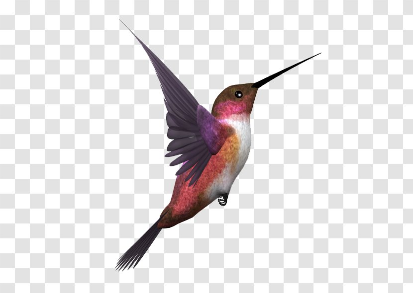Hummingbird Pigeons And Doves Bird Flight - Wildlife - Birdsnest Illustration Transparent PNG