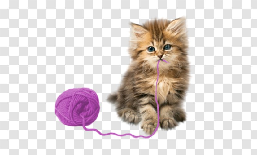 Kitten Cat Puppy Cuteness Pet - Stock Photography Transparent PNG