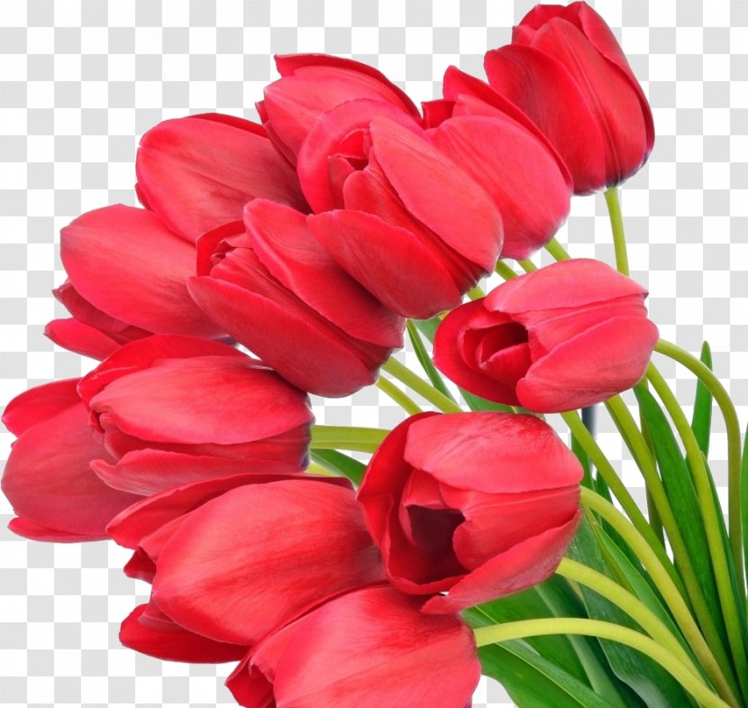 Tulip Flower Bouquet Red Desktop Wallpaper - Flowering Plant Transparent PNG