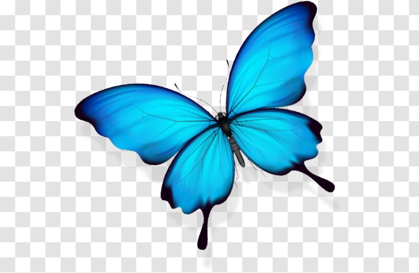 Butterfly Gratis - Spring Transparent PNG