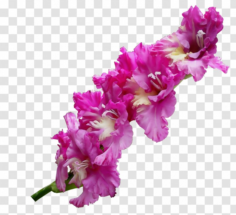 Flower Flowering Plant Pink Cut Flowers - Violet - Magenta Gladiolus Transparent PNG