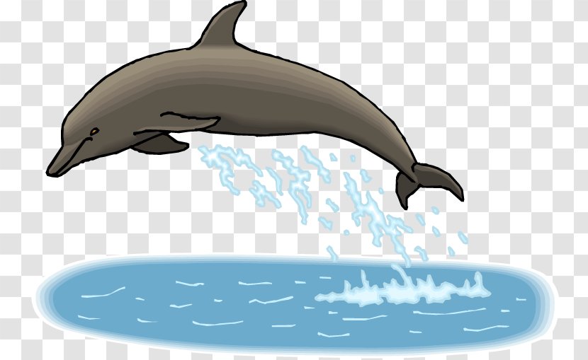 Spinner Dolphin All About Dolphins Bottlenose Clip Art - Cliparts Transparent PNG