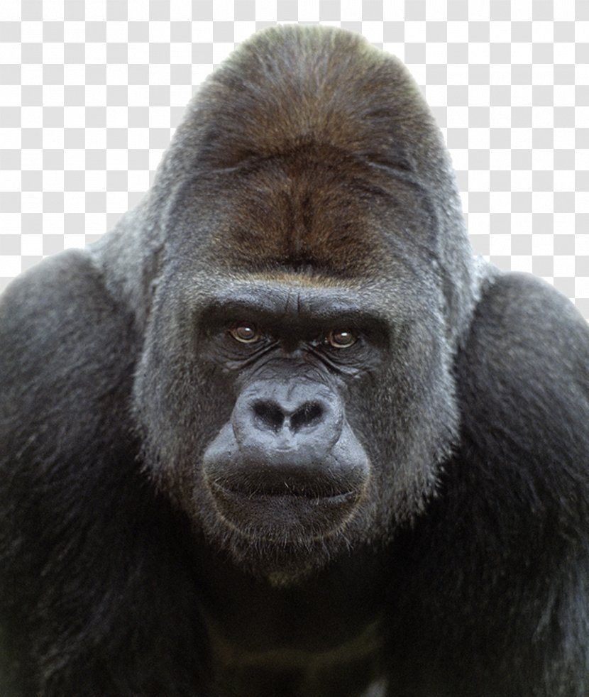 Western Gorilla Mountain Ape Chimpanzee Primate - Fur - Transparent Image Transparent PNG