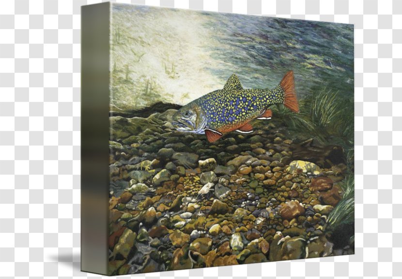 Fish Rainbow Trout Painting Printmaking - Ecosystem - Brook Transparent PNG
