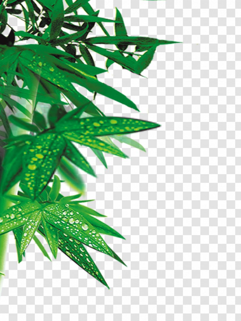 Bamboo Download - Resource - Green Leaves Transparent PNG