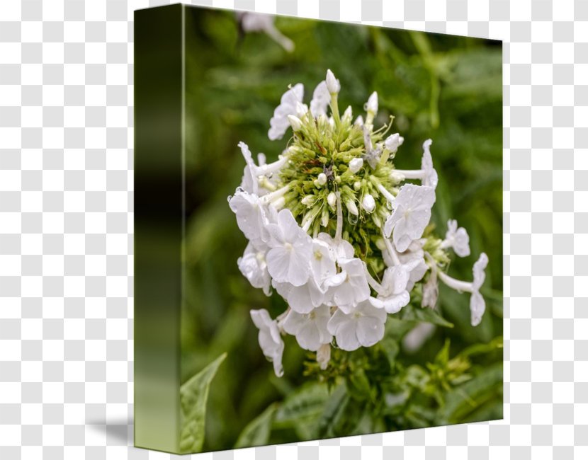 Stock Photography Flower Royalty-free - Flowering Plant Transparent PNG
