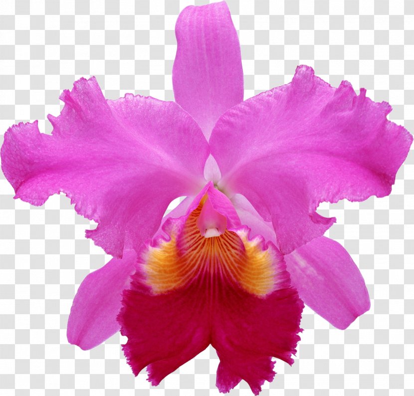 Pecteilis Radiata Flower Moth Orchids Pseudobulb Plant - Gladiolus Transparent PNG
