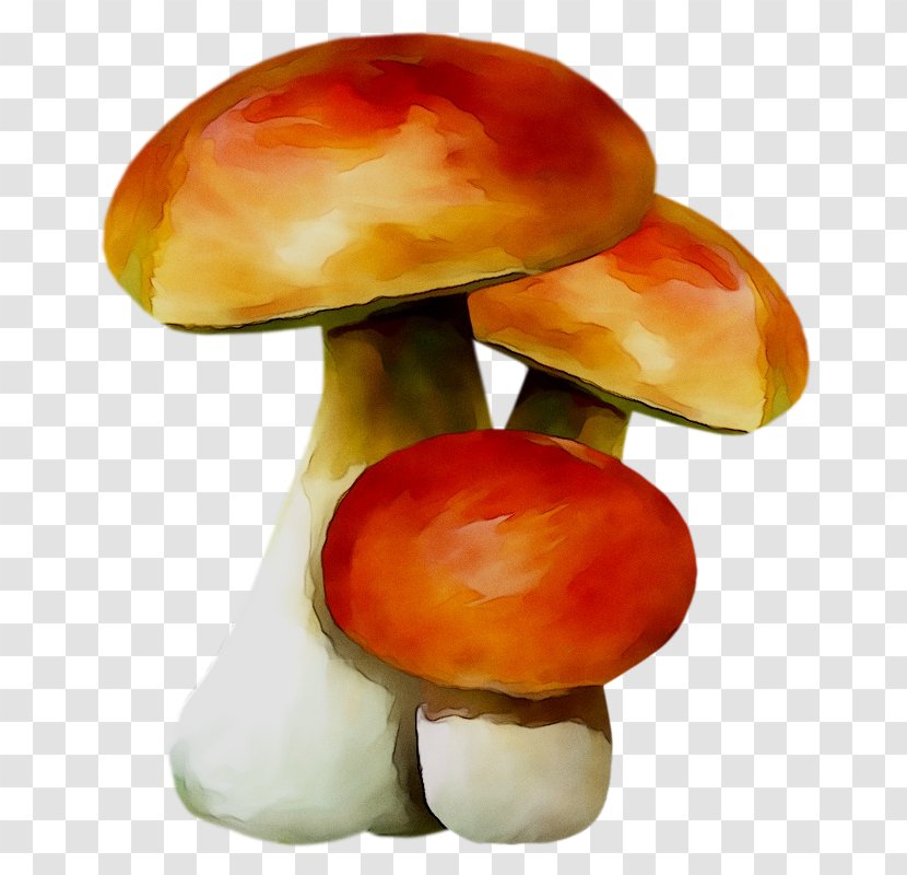 Mushroom Orange S.A. - Fungus Transparent PNG