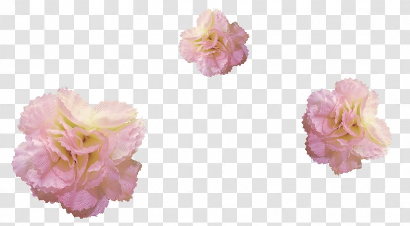 Flower Cabbage Rose Ping Painting - Peony Transparent PNG